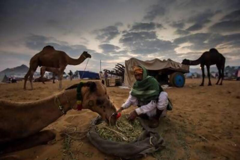 Despite the addition of various events in the past few years, the Pushkar Mela retains the same traditions and trading that it has featured for centuries.