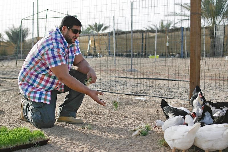 Mohammed Salama feeds the animals at Yas Farm. Lee Hoagland / The National