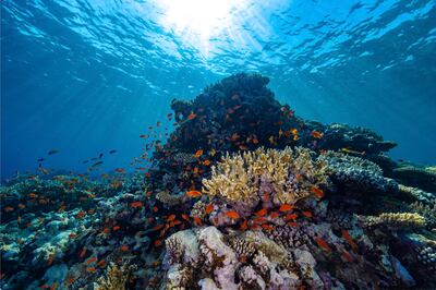 Scientists are hoping to cultivate more healthy coral reefs. Photo: Kaust 