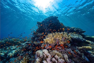 Scientists are hoping to cultivate more healthy coral reefs. Photo: Kaust
