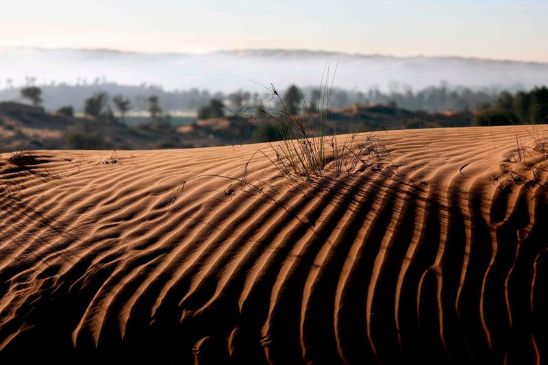 A general view of Al-Aweer desert farm in the Gulf emirate of Dubai, which adopted a food security plan, following the emergence of the Covid-19 pandemic last year, to cultivate the desert and provide crops locally and also to reduce imports from abroad. AFP