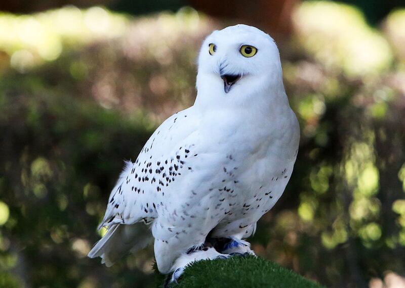 A snowy owl, a native of Arctic regions, looks on during a meeting of the Kuwait Owl Team, in Kuwait City. Group members import owls from Europe and elsewhere. AFP