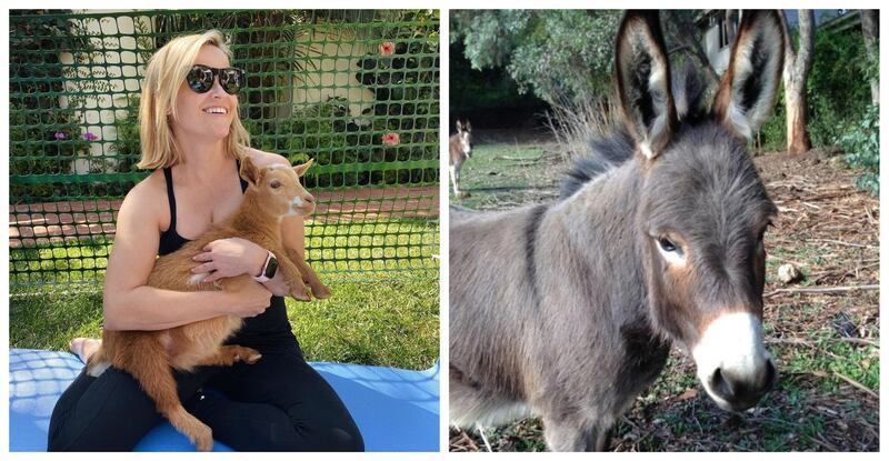 Reese Witherspoon: As well as an adorable pet goat, the Oscar-winning actress and producer also has a donkey named Honky living at her Malibu estate. Instagram