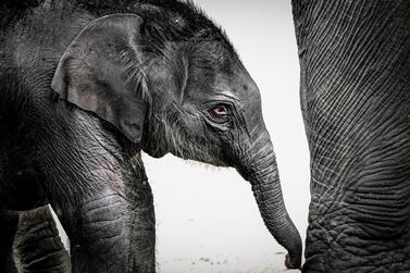 epa08493362 A new born female elephant-calf (Elephantidae) walks with her mother in their enclosure in the Cologne Zoo, in Cologne, Germany, 18 June 2020. The still unnamed calf was born on 17 June 2020. EPA/SASCHA STEINBACH