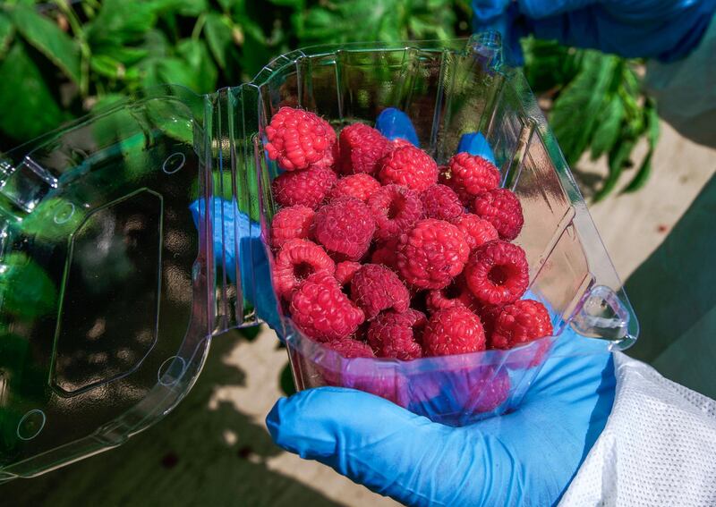 Abu Dhabi, United Arab Emirates, March 16, 2020.  Berry Model Farm of the Abu Dhabi Agricultural and Food Safety Authority at Tarif-Liwa road, Al Dhafra region.  Freshly picked raspberries.
Victor Besa / The National
Reporter:  Sophia Vahanvaty 
Section:  NA