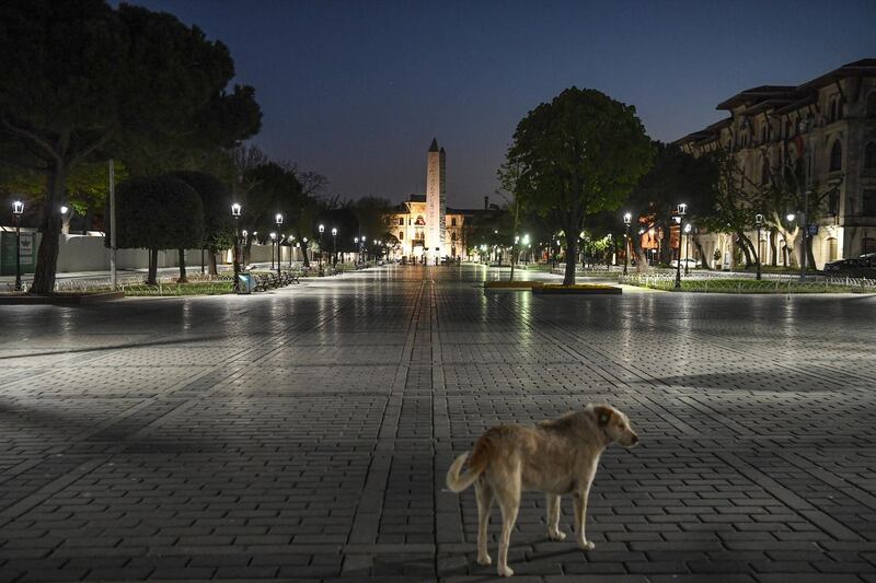 A picture taken on April 24, 2020 shows a dog at deserted Sultanahmet square on the first day of ramandan during a 4-day lockdown as the country adopts measures to curb the spread of the COVID-19 (the novel coronavirus). - Turkish President Recep Tayyip Erdogan announced a four-day lockdown from April 23, 2020 in Istanbul and 30 other major cities as part of measures to stop the spread of the novel coronavirus. (Photo by Ozan KOSE / AFP)
