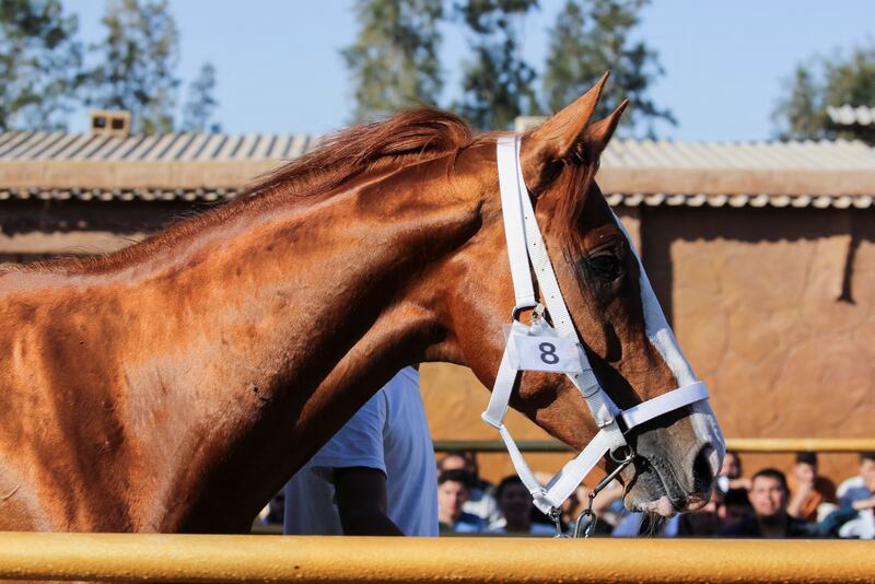 The auction featured Arabian and English thoroughbreds.