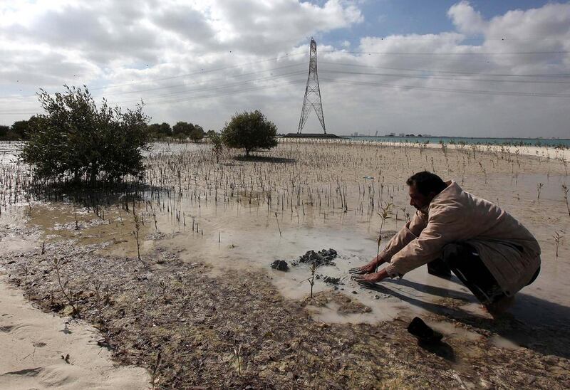 Mohammed Haris one of the worker at Environment Agency Abu Dhabi planting mangrove at Jubail Island in Abu Dhabi. Pawan Singh / The National
