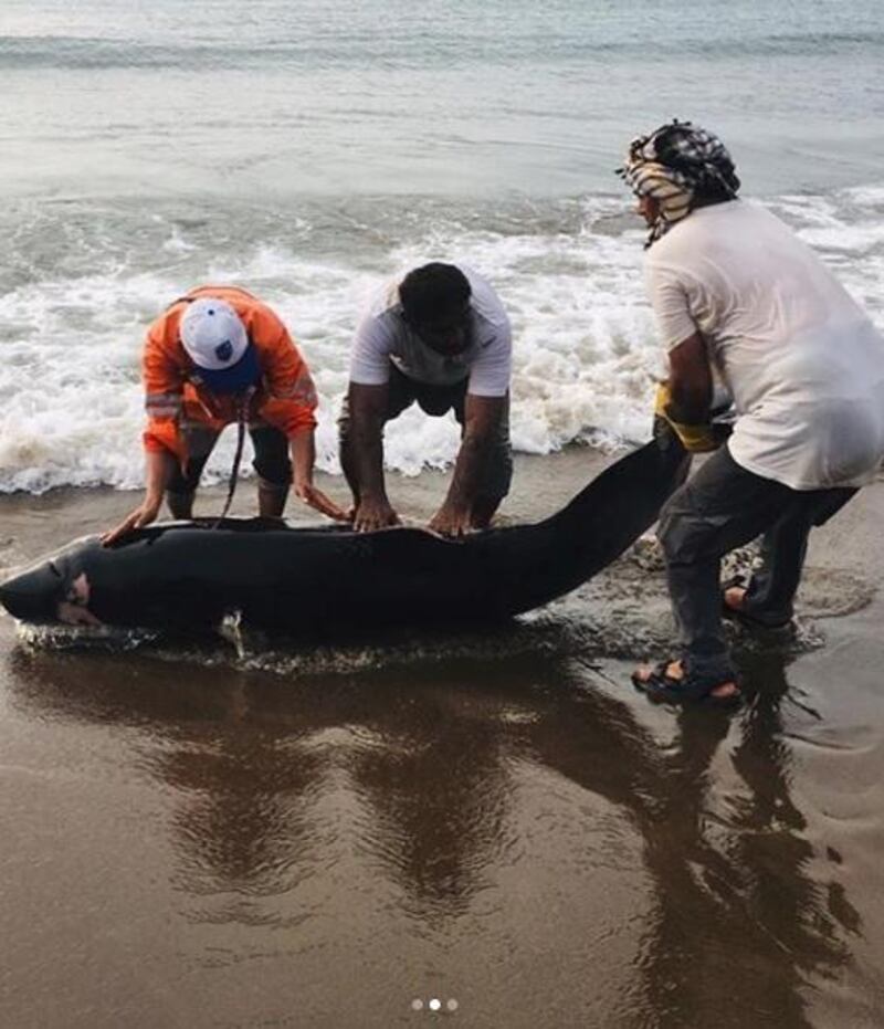 The carcass of a dwarf sperm whale was found on a beach in Fujairah. 
