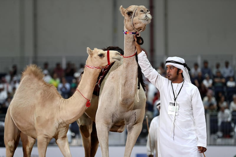 ABU DHABI , UNITED ARAB EMIRATES , SEP 15  ��� 2017 : Camel auction going on in the ADIHEX 2017 held at  Abu Dhabi National Exhibition Centre in Abu Dhabi. ( Pawan Singh / The National ) Story by Anna