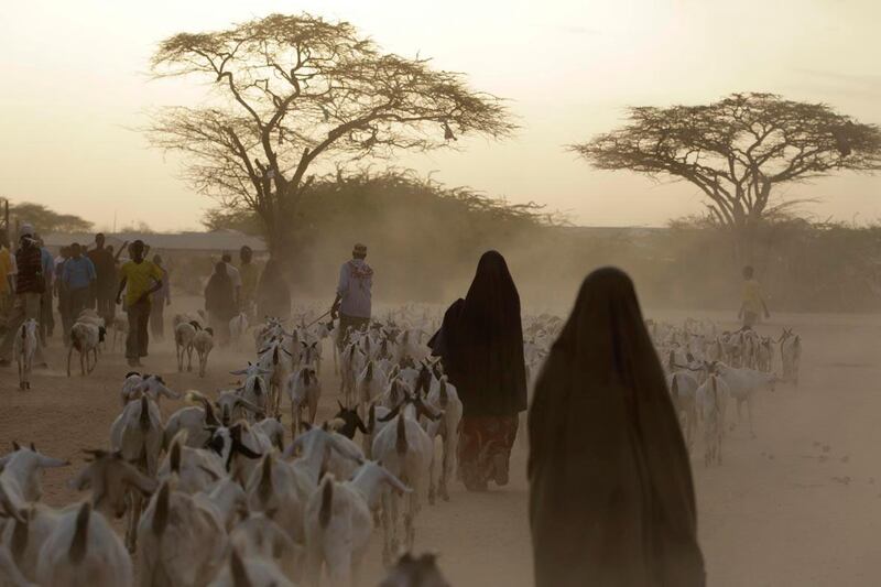 Somali refugees lead their herds of goats home for the night, inside Dagahaley Camp, outside Dadaab, Kenya, Sunday, July 10, 2011. U.N. refugee chief Antonio Guterres said Sunday that drought-ridden Somalia is the "worst humanitarian disaster" in the world after meeting with refugees who endured unspeakable hardship to reach the world's largest refugee camp in Dadaab, Kenya. (AP Photo/Rebecca Blackwell)