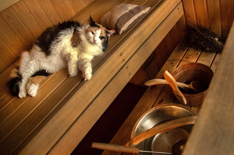 A cat enjoys the warmth in a sauna in Helsinki, Finland, on December 18, 2020. EPA