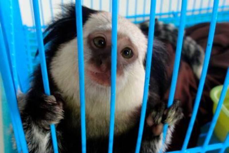 A marmoset one of the animals taken when Thai police arrested a citizen of the United Arab Emirates at Suvarnabhumi airport in Bangkok

Courtesy Freeland Foundation