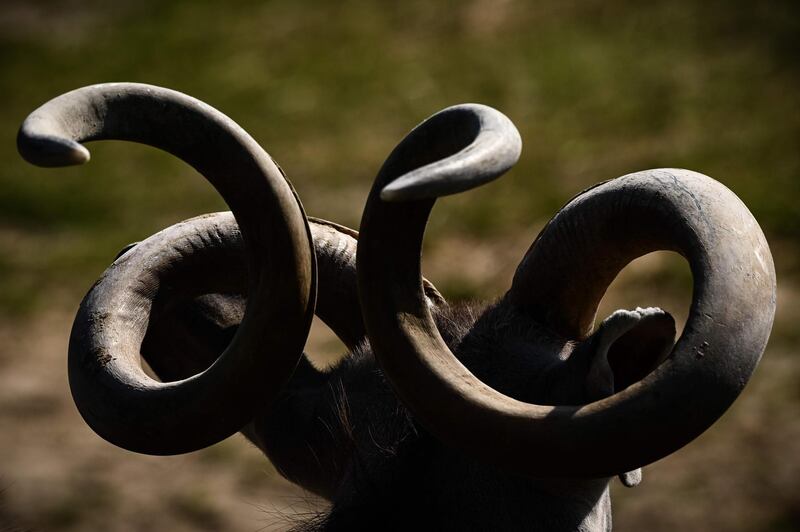 A close-up of a greater kudu in an enclosure at the Paris zoological park.  AFP