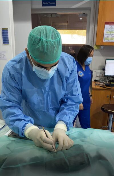 Dr. Ahmed Jakish, operates on patient Oscar, to remove the air gun pellet inside him at Abu Dhabi's British Veterinary Clinic. 