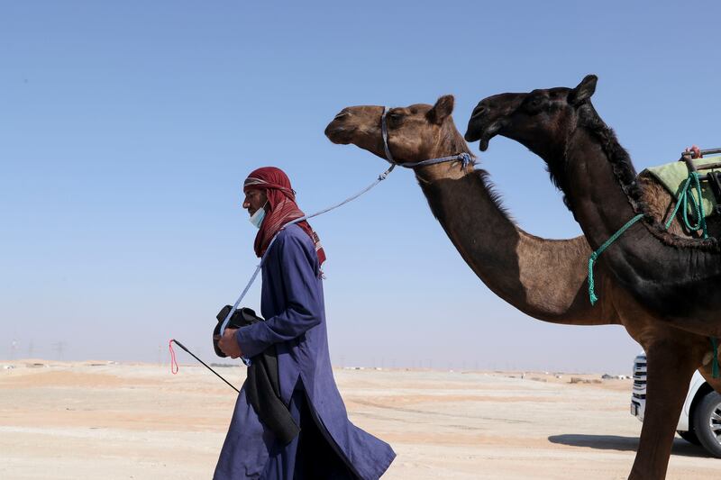 Caretakers walking the camels through the desert at Madinat Zayed.