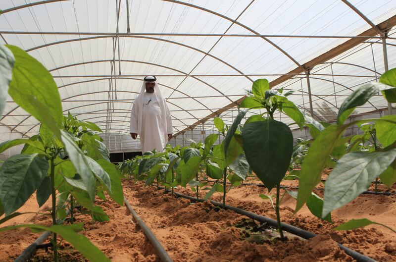 ABU DHABI - UNITED ARAB EMIRATES - 04MAR2013 - Salem Sulaiem Khamis, 54 years,  owner and farmer at his green house capsicum farm in Al Rahba area near Abu Dhabi. Ravindranath K / The National