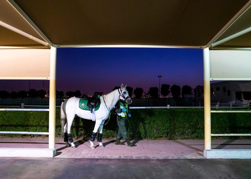 DUBAI, UNITED ARAB EMIRATES. 16 APRIL 2020. 
Dubai Mounted Police officers, in Al Aweer, prepare to load the horses into the trailer, as they prepare to patrol residential and commercial areas to insure residents are staying safe indoors during COVID-19 lockdown. They patrol the streets from 6PM to 6AM.

The officers of the Dubai Mounted Police unit have been playing a multifaceted role in the emirate for over four decades. 

The department was established in 1976 with seven horses, five riders and four horse groomers. Today it has more than 130 Arabian and Anglo-Arabian horses, 75 riders and 45 groomers.

All of the horses are former racehorses who went through a rigorous three-month-training programme before joining the police force. Currently, the department has two stables – one in Al Aweer, that houses at least 100 horses, and the other in Al Qusais, that houses 30 horses.

(Photo: Reem Mohammed/The National)

Reporter:
Section: