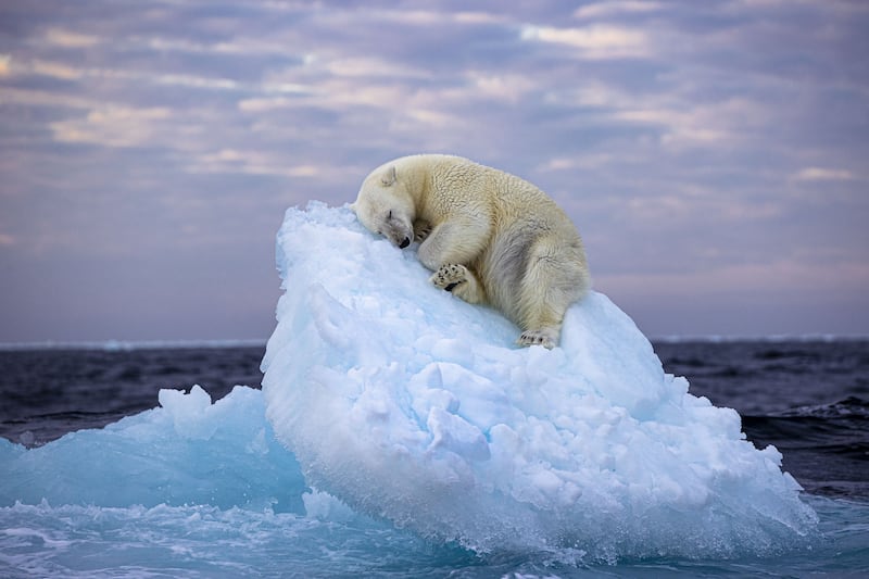 Ice Bed by Nima Sarikhani, of a polar bear in Norway's Svalbard archipelago, has been voted as winner of the Wildlife Photographer of the Year People's Choice Award. Nima Sarikhani / PA