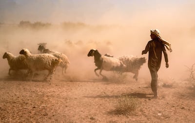 A shepherd gathers his sheep on arid land on the edge of the desert of Iraq's central city of Najaf. AFP