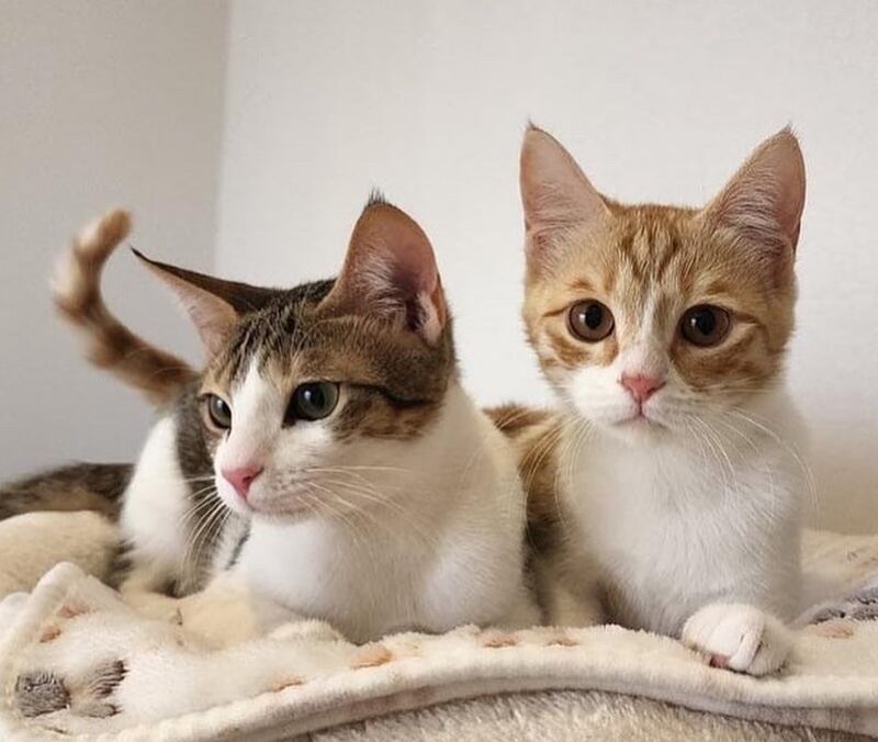 Cookie and Lulia, 6 months, male and female. Photo: Furrballs