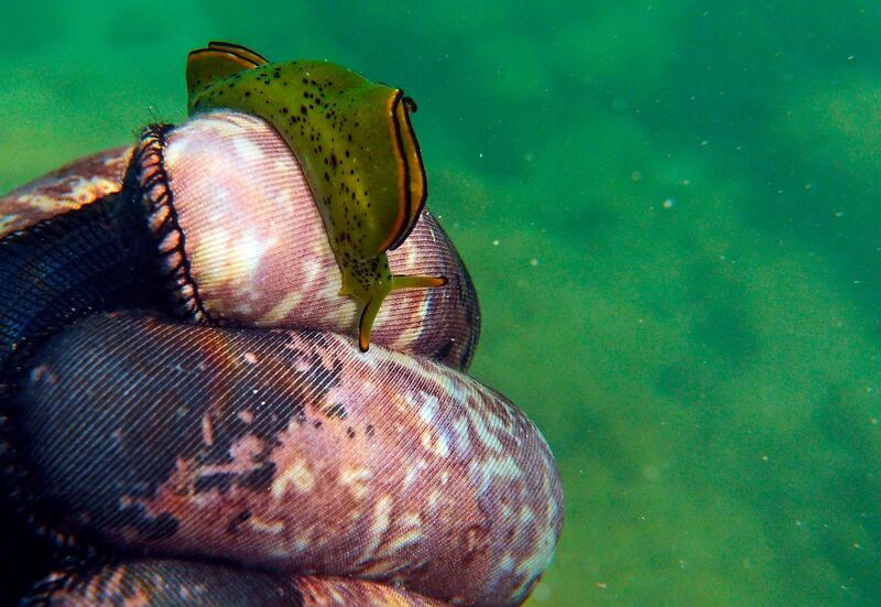 Nudibranch, a marine Gastropod molluscs, on the glove of a freediver off the coast of Batroun city in Lebanon. AFP