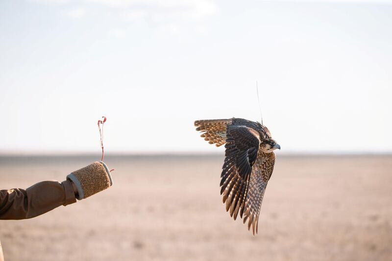 The Sheikh Zayed Falcon Release Programme Enters its 27th Year by Releasing 86 Falcons into the Skies of Kazakhstan. courtesy: EAD
