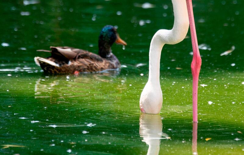 A picture taken shows a pink flamingo and a duck at an enclosure at the Schoenbrunn zoo in Vienna Austria. AFP