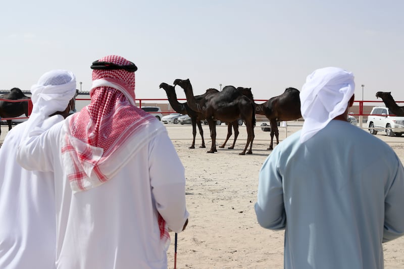 All the participating camels are first tested by medical and screening committees. Contestants will be judged on physical and aesthetic attributes.