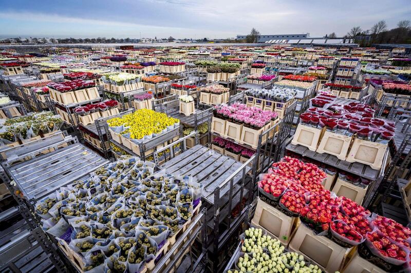 Flowers are stored prior to their destruction at the flower auction in Aalsmeer after a severe drop in demand. Auctions are struggling with low prices and the need to destroy the products.  AFP