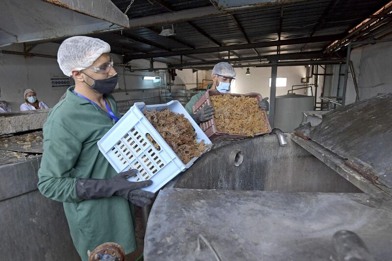 Workers process dried red seaweed at a factory in Bir Kassaa, which is on the outskirts of Tunisia's capital, Tunis. AFP