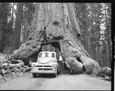 An undated photograph of a man driving his pick-up truck through the Wawona tunnel tree in Yosemite National Park. Photo National Park Service