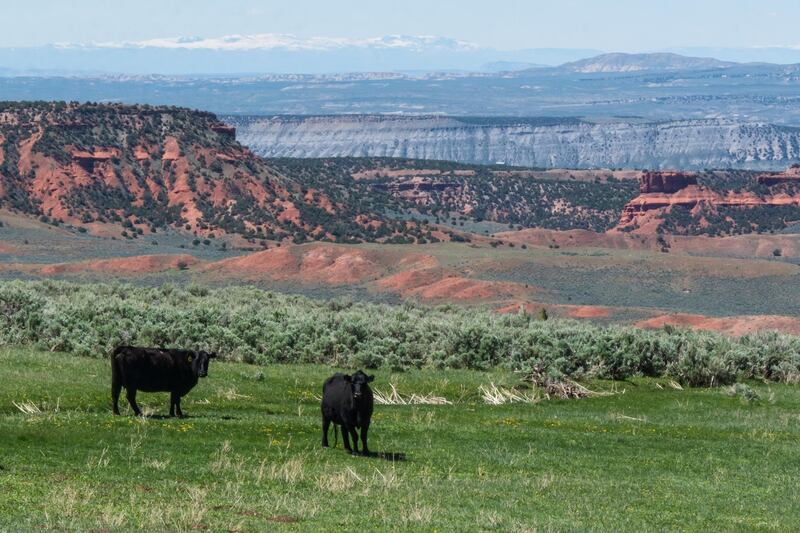 Cattle at Red Reflet Ranch, Wyoming. Courtesy Red Reflet Ranch