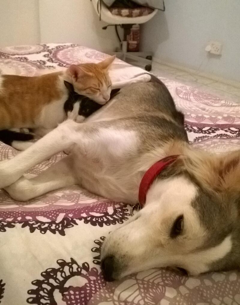 Yet another dog, with even more kittens....