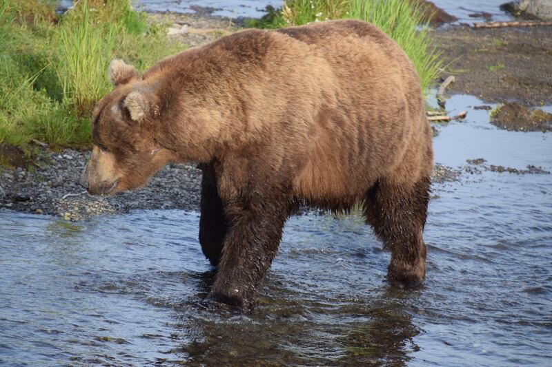 Bear 856 is about 20 years old. Photo: C Rohdenberg