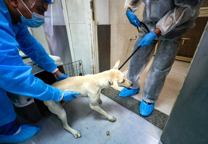 Abu Dhabi, United Arab Emirates, June 22, 2020.   
   Veterinrians receive a stray dog from Tadweer stray animal collectors who was dropped off at the Abu Dhabi Falcon Hospital.
Victor Besa  / The National
Section:  NA
Reporter:  Haneen Dajani