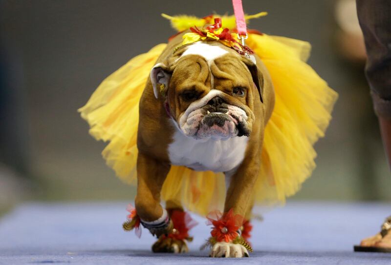 Addie, owned by Lisa Schnathorst of Overland Park, Kansas, walks across stage during the 34th annual Drake Relays Beautiful Bulldog Contest, Monday, April 22, 2013, in Des Moines, Iowa. The pageant kicks off the Drake Relays festivities at Drake University where a bulldog is the mascot. (AP Photo/Charlie Neibergall) *** Local Caption ***  Beautiful Bulldog.JPEG-003a7.jpg