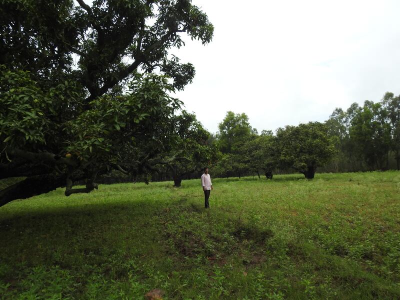 Khan's fertiliser-free farm is spread over 6.5 hectares, with paddy growing below and the mango orchard above. Photo: Bindu Gopal Rao