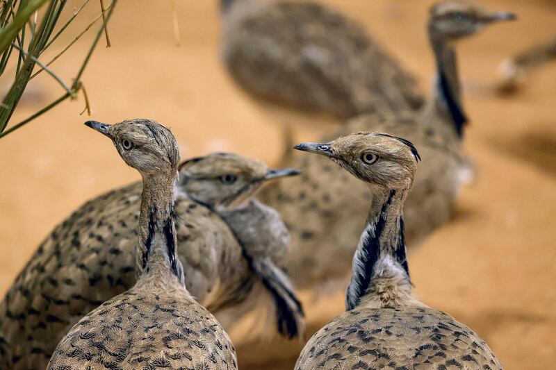 MacQueen's bustards on show at Adihex. The birds are a protected species in the UAE and until the turn of the century were a sub-species of houbara bustards. AFP