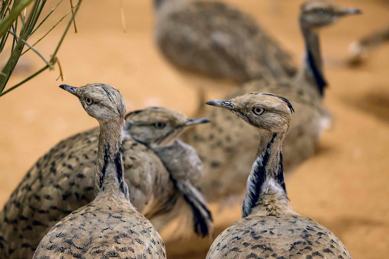 MacQueen's bustards on show at Adihex. The birds are a protected species in the UAE and until the turn of the century were a sub-species of houbara bustards. AFP