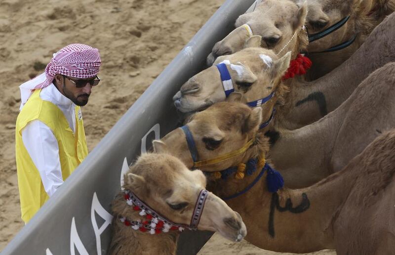 A marshal tries to control the camels behind the start barrier a few seconds ahead of a race.