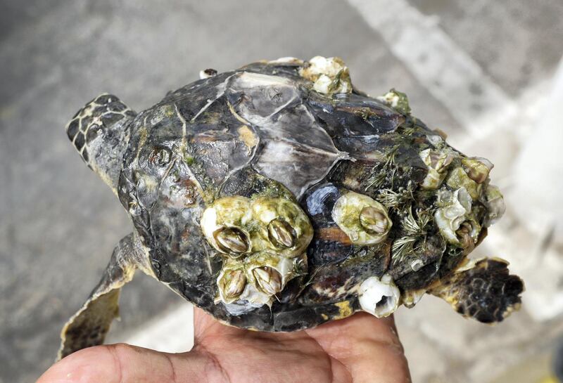 Abu Dhabi, United Arab Emirates, April 2, 2019.  Abu Dhabi Ports trip on a ship that collects tons of floating sea debris. -- a rescued turtle with barnacles.
Victor Besa/The National
Section:  NA
Reporter:  John Dennehy