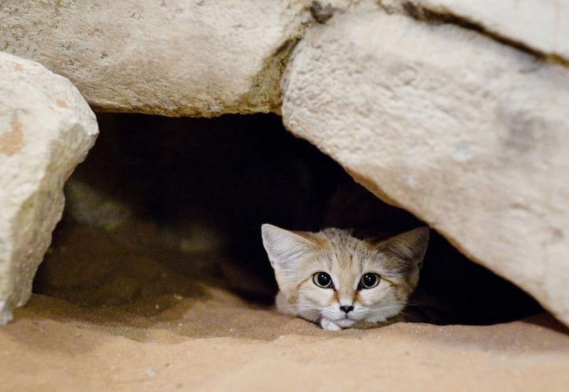 A Sand Cat at the Al AIn Zoo. Lauren Lancaster / The National