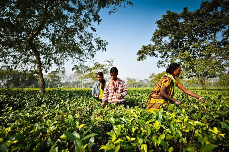Workers pick tea in one of the plantations in Assam. A combination of low wages and promises of a big city life make it easier for human traffickers to lure away children from the area. Gethin Chamberlain