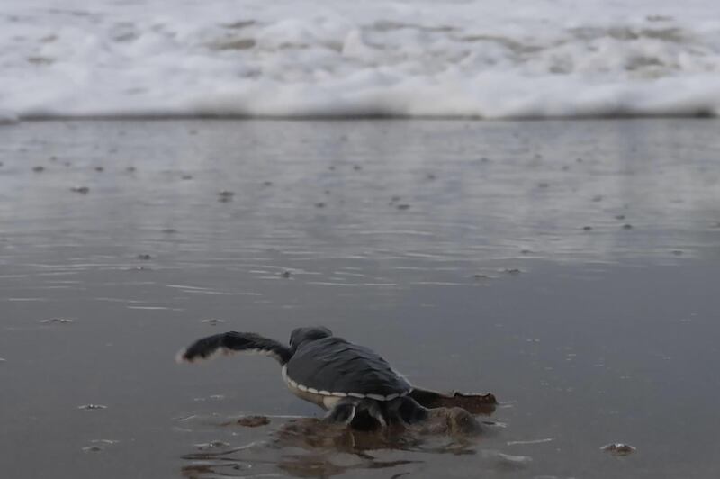 A baby sea turtle makes her way out from the nests on a beach in Sukamade, Meru Betiri National Park in East Java. AFP