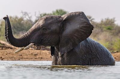 Elephant Bathes During A Hot African Day. Getty Images