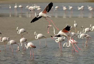 Flamingoes gather at the Ras Al Khor Wildlife Sanctuary in Dubai, on June 21, 2022. AFP