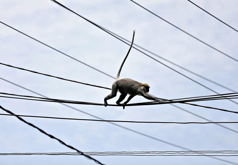 A monkey walks on a power line in Colombo, Sri Lanka. Dinuka Liyanawatte / Reuters