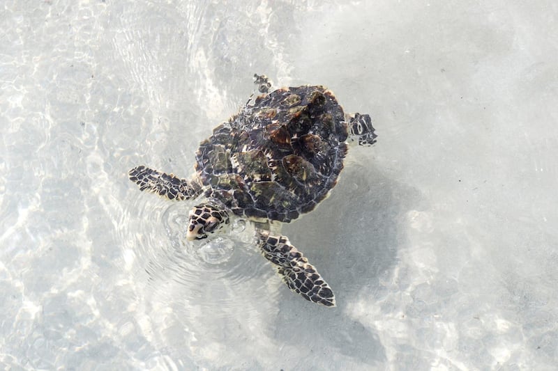 Hawksbill turtle (Eretmochelys imbricata)
- IUCN status: Critically endangered
- Mostly eats sponges and marine invertebrates, and nests on UAE beaches
- Worldwide there are only about 8,000 adult females. Antonie Robertson / The National *** Local Caption ***  AR_1606_Turtle_Release-09.JPG