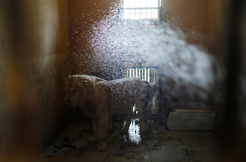 A white lion is seen behind the cage as a keeper sprays water to cool him off at Al Zawra zoo in Baghdad, Iraq. Reuters